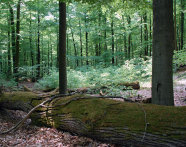 Liegender Totholzstamm im Wald