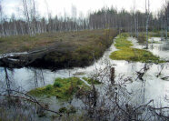 Moor mit hohem Wasserstand, auf dem die Birken unvermeidbar absterben