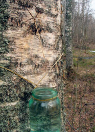 Birkenwassergewinnung mit Marmeladenglas am Birkenstamm