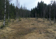 Ein Baumarmes Moor mit vereinzelten Birken