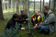 Mitarbeiter der Bayerischen Forstverwaltung knien in einem lichten Nadelwaldbestand um junge Tannen. Mit einem Maßstab wird die Höhe der Pflänzchen gemessen.
