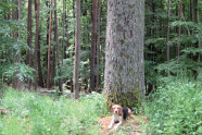Dicker Baum vor dem ein Hund sitzt