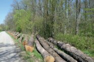 Abholbereite Eichenholzstämme liegen aufgereiht am Rand einer Forststraße