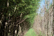 Blick in eine Kurzumtriebsplantage, links schon ausgetriebene, rechts gerade austreibende Bäume.