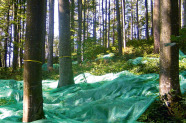 Buchenwald in dem um mit gelben Bändern markierte Bäume Netze am Boden gespannt sind.
