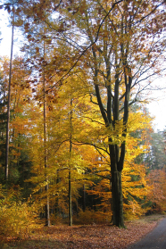 Waldinnenrand im Herbst mit großer starker und schwächeren kleinen Buchen.