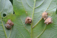 Verholzte, braune, stachelige Gallen auf Ahornblattunterseite
