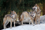 Drei Wölfe auf Schnee