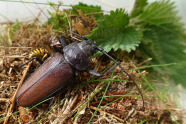 Ein großer Käfer mit braunem Rücken und schwarzen Kopf sitzt auf einem Stück Erde.