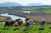 Jungviehweide im Voralpenland