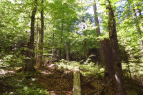 Laubmischwald mit stehendem und liegendem Totholz (© Klaus Schreiber)