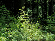 Das Bild zeigt einen Mischwald mit Buchenverjüngung.