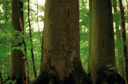 Rotbuchen-Waldbild mit drei starken alten Bäumen im Vordergrund.