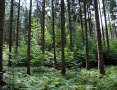 Fichtenaltholz mit Verjüngung (Foto: T. Binder, AELF FFB)