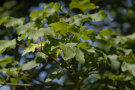 Zweig mit den kleinen, gelappten grünen Blättern des Feldahorns