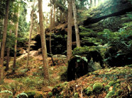 Eine Felswand im Wald.