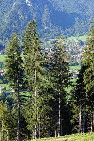Fichtenwald mit Tal und Berghang im Hintergrund (Foto: Michael Friedel)