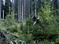 Nationalpark Bayerischer Wald - Naturverjüngung (Bild: LWF)