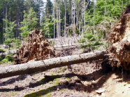 Durch den Sturm Kyrill 2007 umgeworfene Bäume