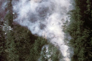 Brennender Wald mit starker Rauchentwicklung