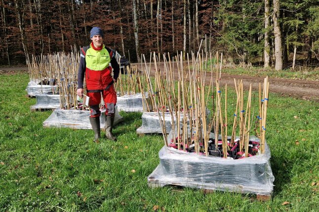 Ein Mann mit rot-gelber Arbeitskleidung steht vor 6 Bündeln mit getopften Eschen, die auf einer grünen Wiese stehen