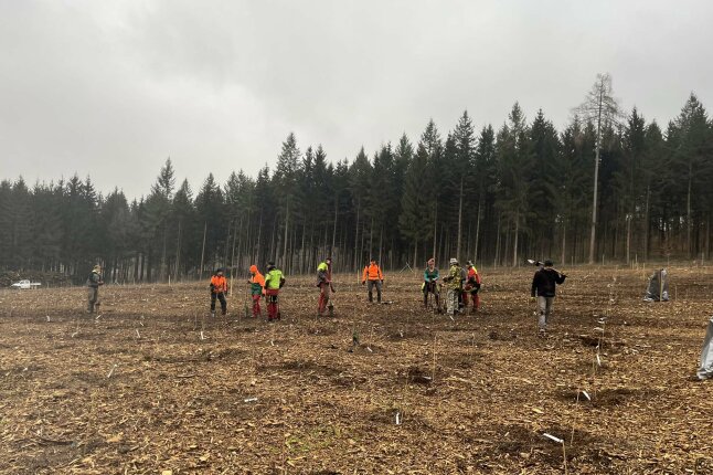 an einem grauen Tag stehen viele Menschen auf einer freien Fläche im Wald, die Eschensetzlinge pflanzen