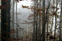 Naturwaldreservat Rehberg - a84, Foto: U. Endres