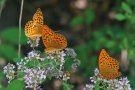 Leuctend orange Schmetterlinge mit Punkten auf Blumenblüten