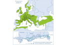 Grafik zeigt die Verbreitung der Mehlbeere in Europa und in den Wald-Vegetationsaufnahmen der WINALPecobase