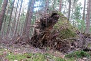Vom Sturm geworfener Baum mit großem Wurzelteller