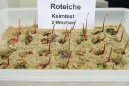 Keimlinge in Plastikwannen
