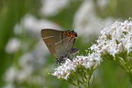 Ein brauner Schmetterling, der an den Spitzen der Flügel rote Bänderung aufweist, sitzt auf einer Blüte