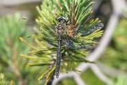 Libelle sitzt auf Nadelbaum mit ausgebreiteten Flügeln