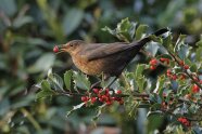Amsel frisst eine rote Beerenfrucht einer Stechpalme.