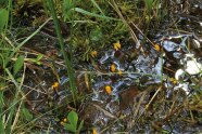 Moor mit leuchtend orangenen Sumpf-Haubenpilzen