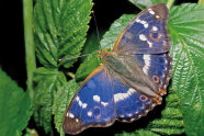 Schmetterling mit blauen Flügeln und weißen Augen darauf