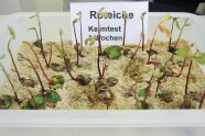 Keimlinge in Plastikwannen