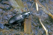 Das Foto zeigt einen schwarzen glänzenden Käfer, der auf nassen Gräsern klettert.