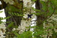 Weiße, traubenförmige Blüte einer Robinie mit blauer Biene darauf