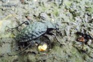 Ein dunkler Käfer auf dem Waldboden.