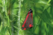 Ein roter kleiner Schmetterling sitzt an einem Pflanzenstengel