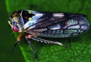 Zikade auf Blatt sitzend, gelb gefleckter Kopf, Raute Augenflecken und dunkler Körper