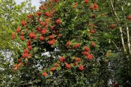 Kleiner Baum mit vielen roten Früchten.