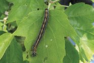 Gestreifte Raupe auf einem grünen Blatt.