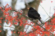 Schwarzer Vogel mit orangem Schnabel sitzt auf einem Zweig mit roten Früchten.
