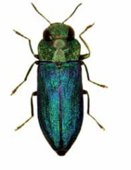 Länglicher Käfer mit metallblauem Flügeldecken und grünem Kopf.