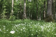 Ein Wald mit vielen grasartigen Pflanzen mit weißen Blüten am Waldboden.