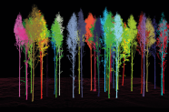 Das Bild zeigt die Umrisse von Bäumen in verschiedenen Neon-Farben auf schwarzem Hintergrund.