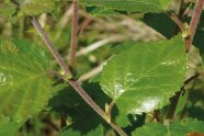 grünes gesundes Moorbirkenblatt im Detail am Ast