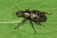 Ein schwarzer Käfer mit gelben Sprenkeln auf dem Hinterleib sitzt auf einem Blatt